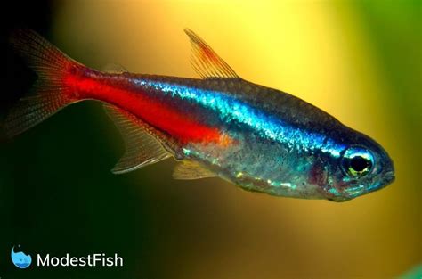 neon fish|Neon Tetra Care: Complete Guide for Beginners .